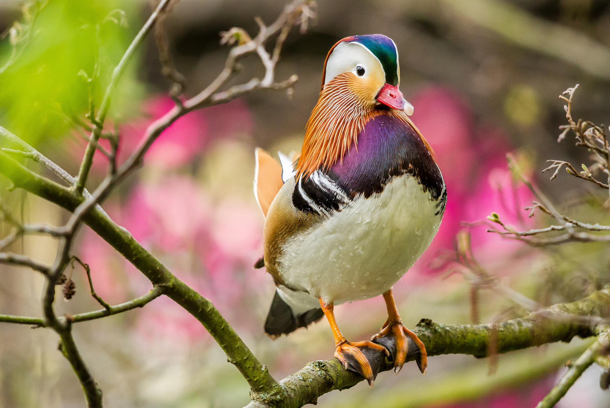 Canon EF 500mm F4L IS II USM sample photo. Mandarin with a magenta magnolia bokeh photography