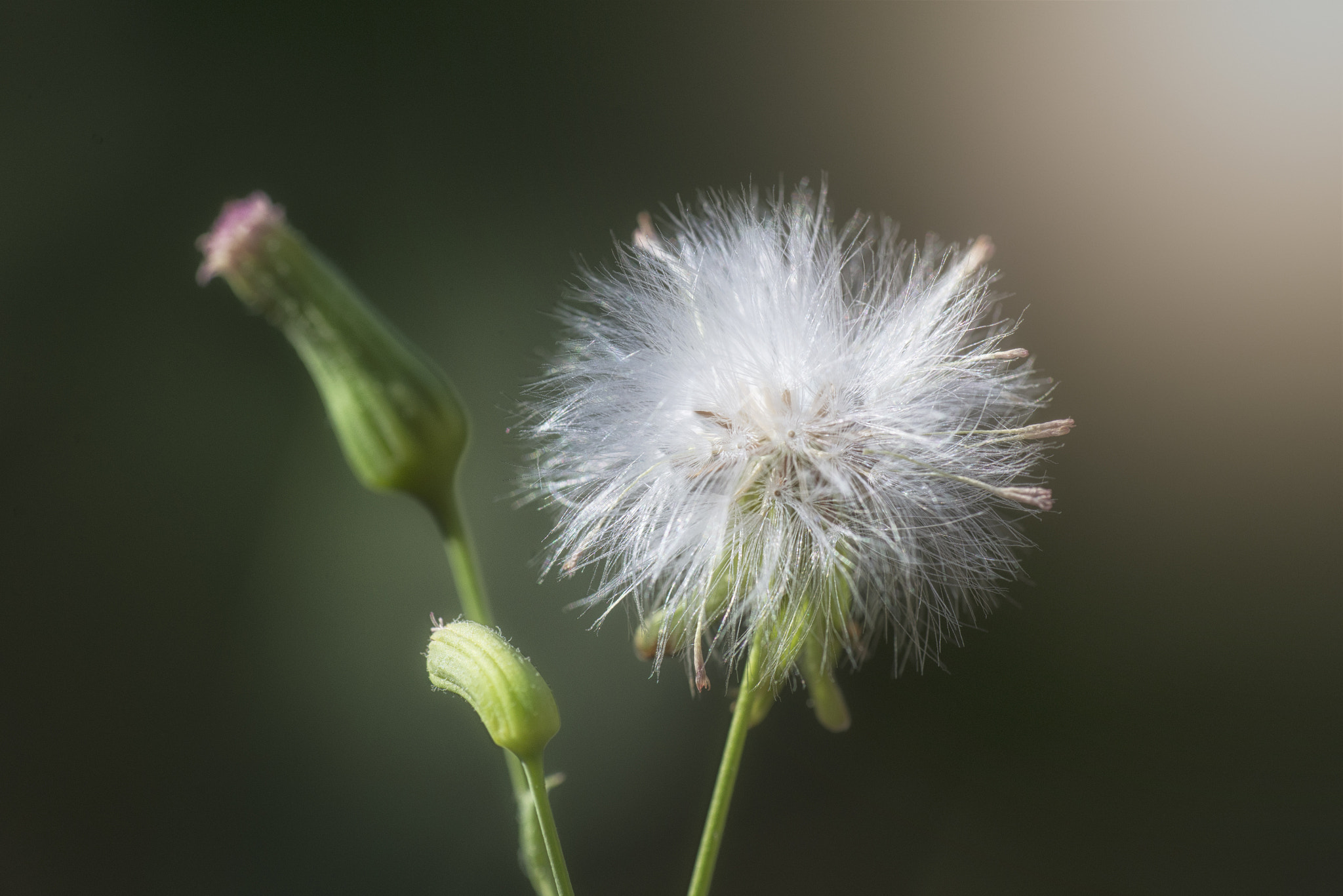 Nikon D610 + AF Zoom-Nikkor 70-210mm f/4 sample photo. No name photography