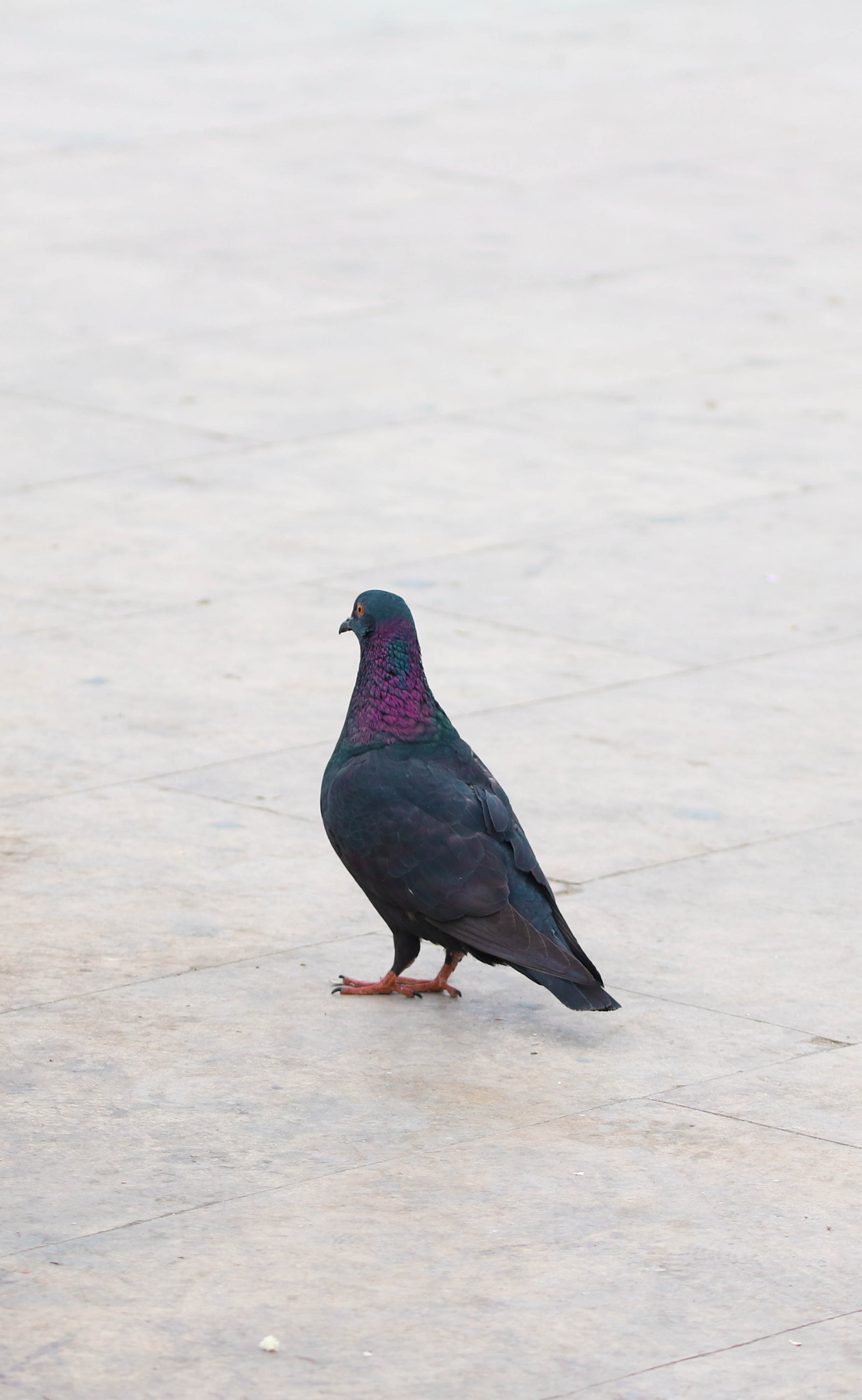 Canon EOS 750D (EOS Rebel T6i / EOS Kiss X8i) + Sigma 105mm F2.8 EX DG OS HSM sample photo. Pigeon photography