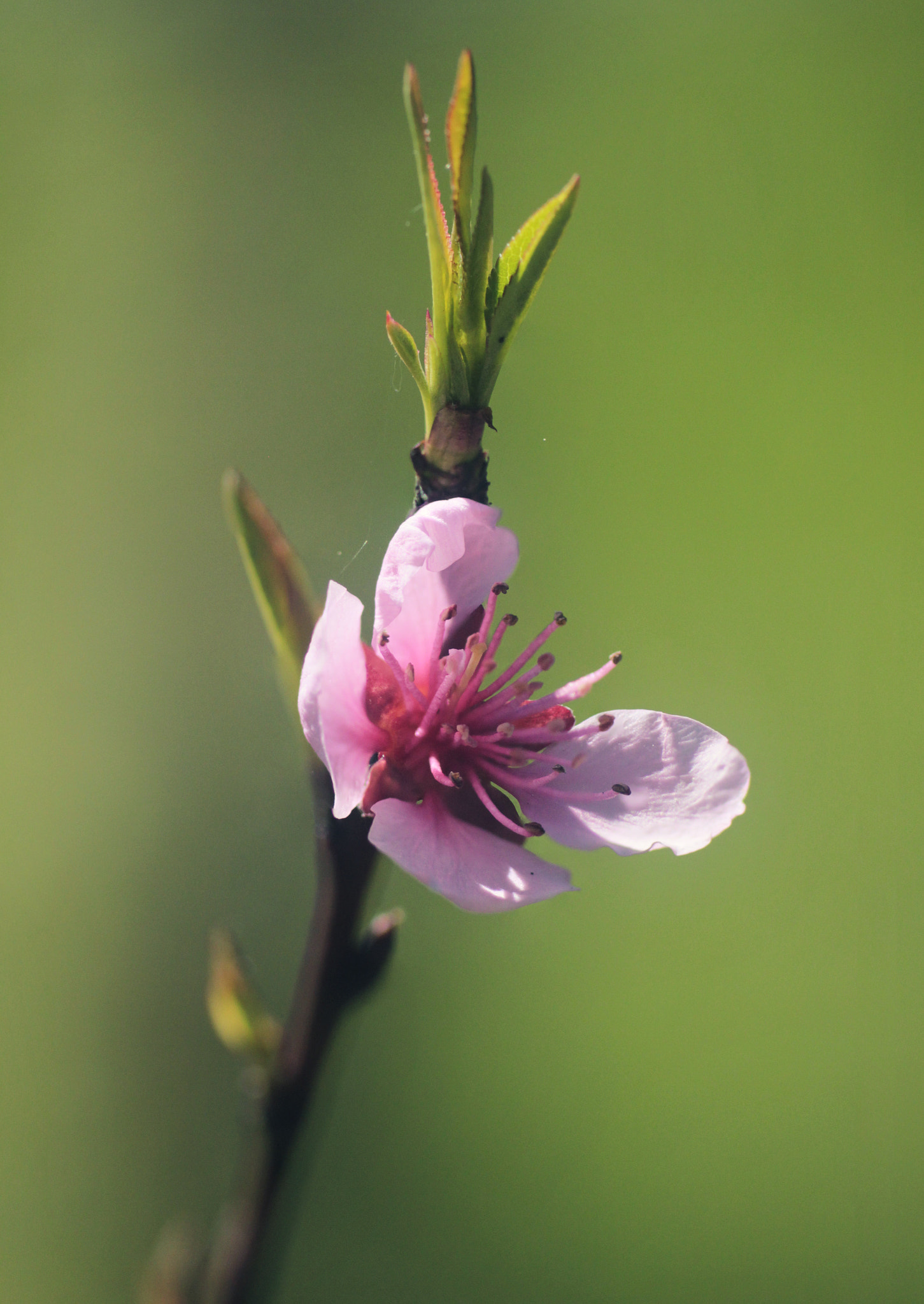 Canon EOS 550D (EOS Rebel T2i / EOS Kiss X4) + Canon EF 100mm F2.8 Macro USM sample photo. Prunus photography