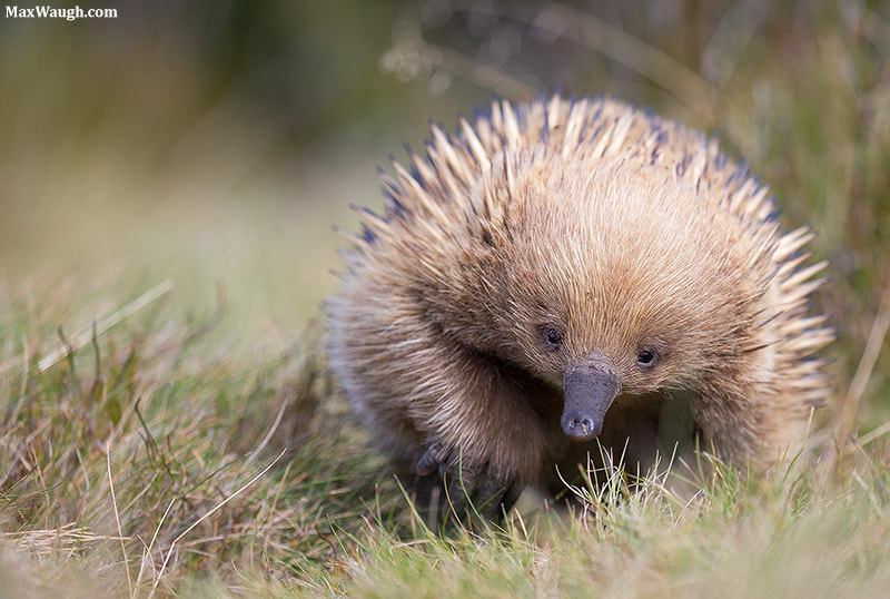 Canon EF 100-400mm F4.5-5.6L IS II USM sample photo. Short-beaked echidna photography