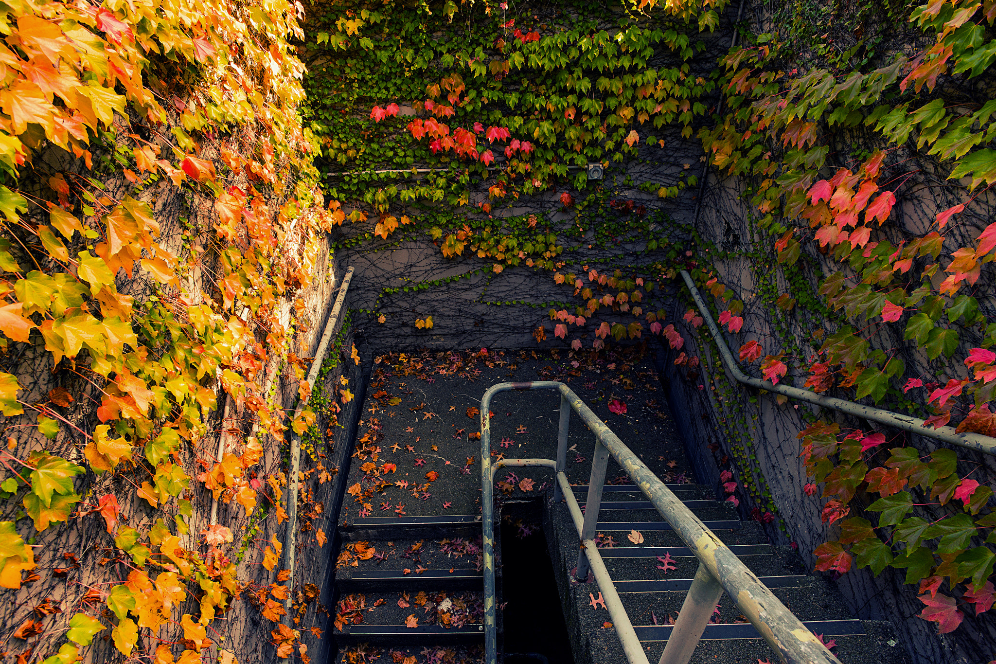 ZEISS Touit 12mm F2.8 sample photo. Red #3 photography