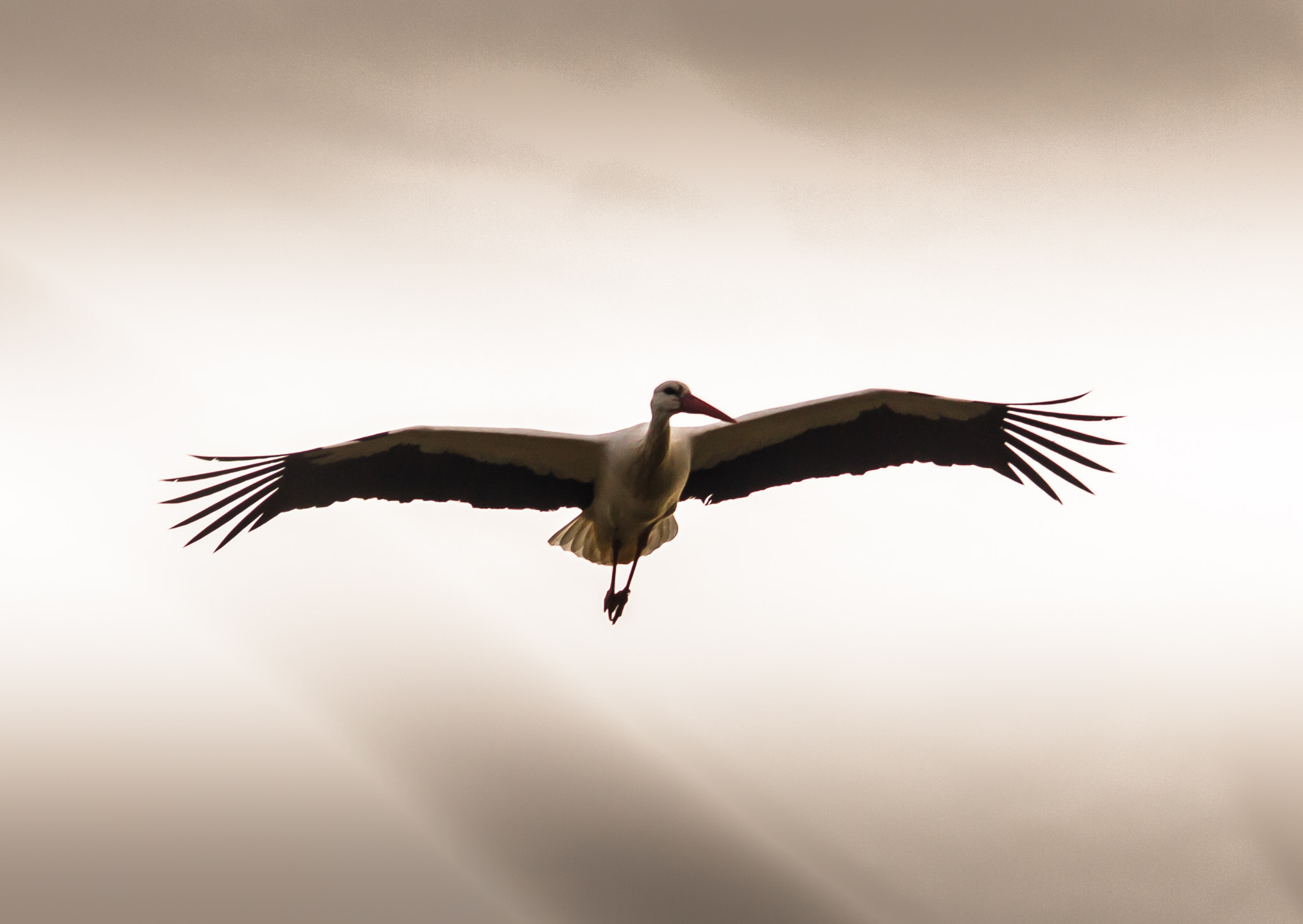 Sigma 150-500mm F5-6.3 DG OS HSM sample photo. Up in the air photography