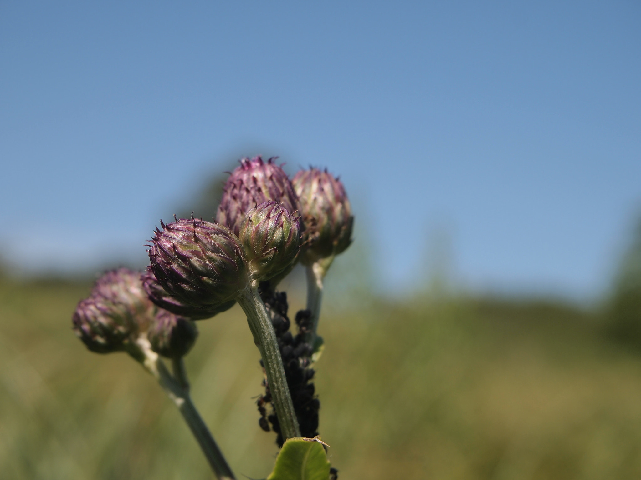 Olympus PEN E-PL2 sample photo. Flower photography
