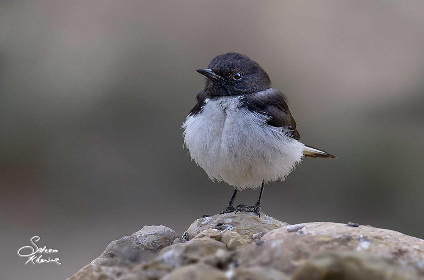 Sigma 150-600mm F5-6.3 DG OS HSM | C sample photo. Variable wheatear photography