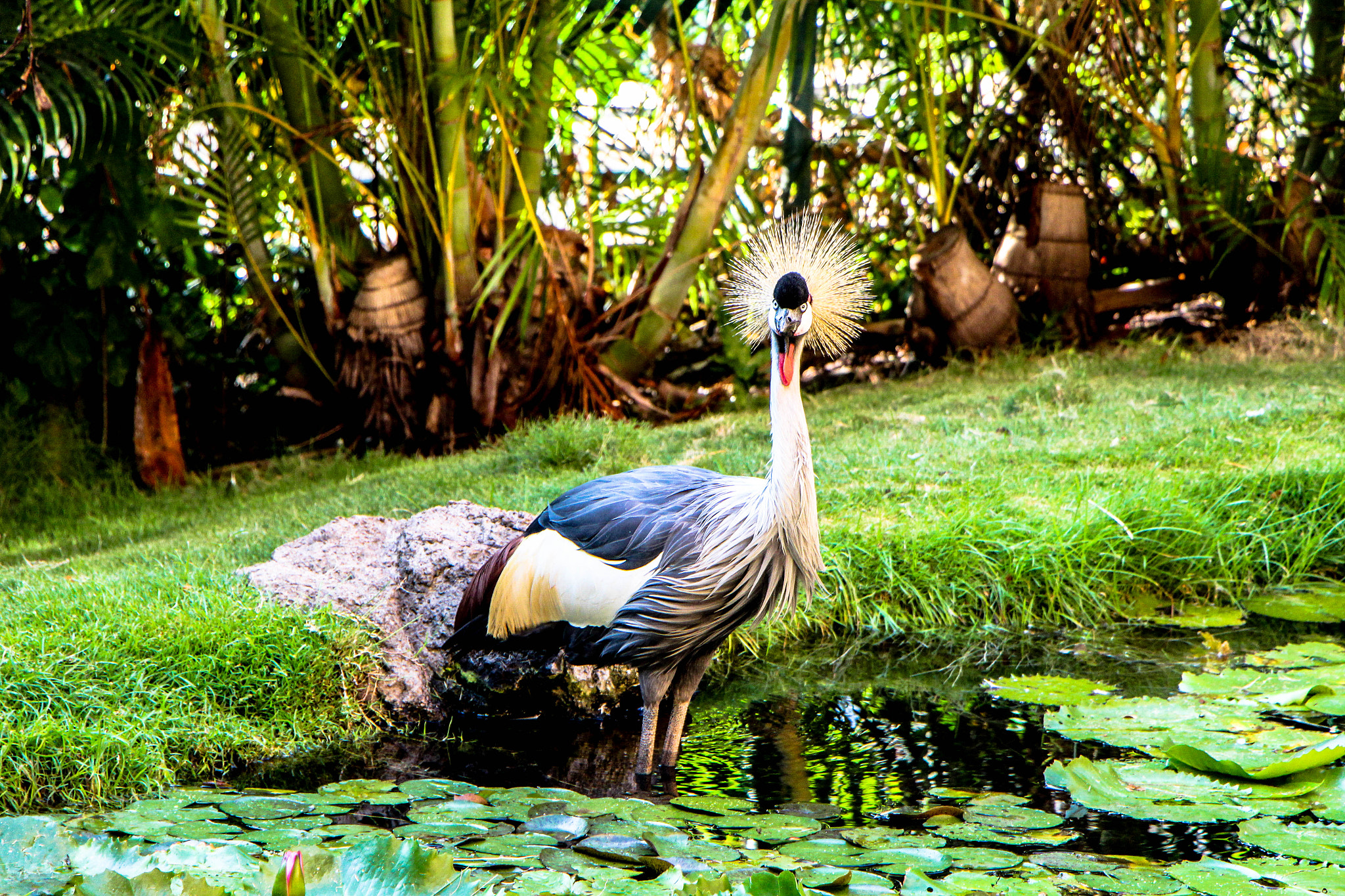 Canon EF-S 18-135mm F3.5-5.6 IS STM sample photo. African crowned crane photography
