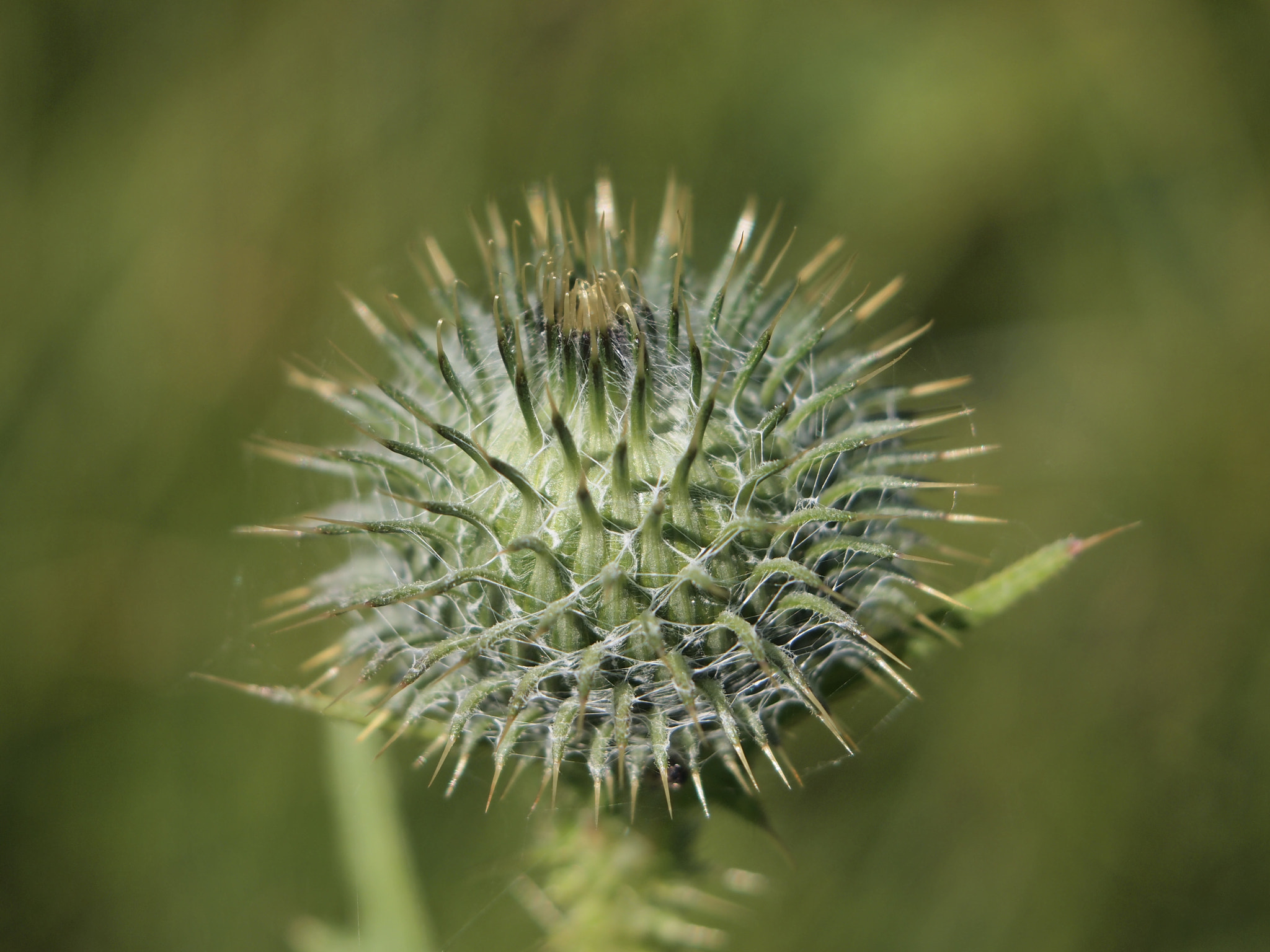 Olympus PEN E-PL2 sample photo. Flower photography