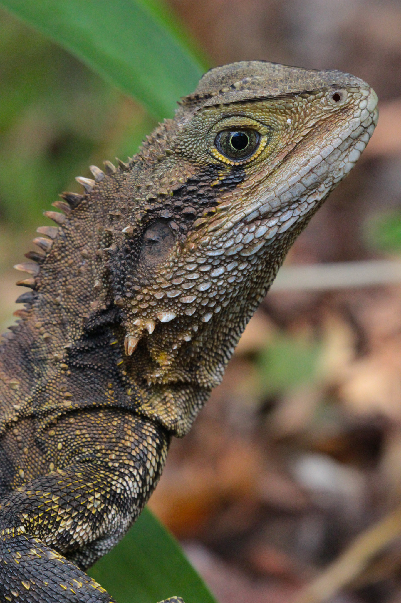 Canon EF 100-400mm F4.5-5.6L IS II USM sample photo. Is this my best side? photography