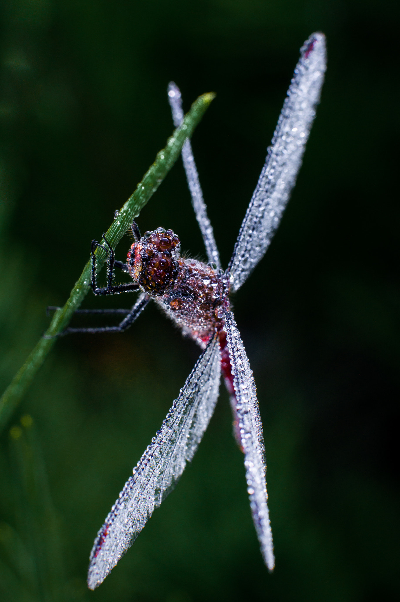 Sony Alpha DSLR-A550 + Sigma 50mm F1.4 EX DG HSM sample photo. Tears of eos	 photography