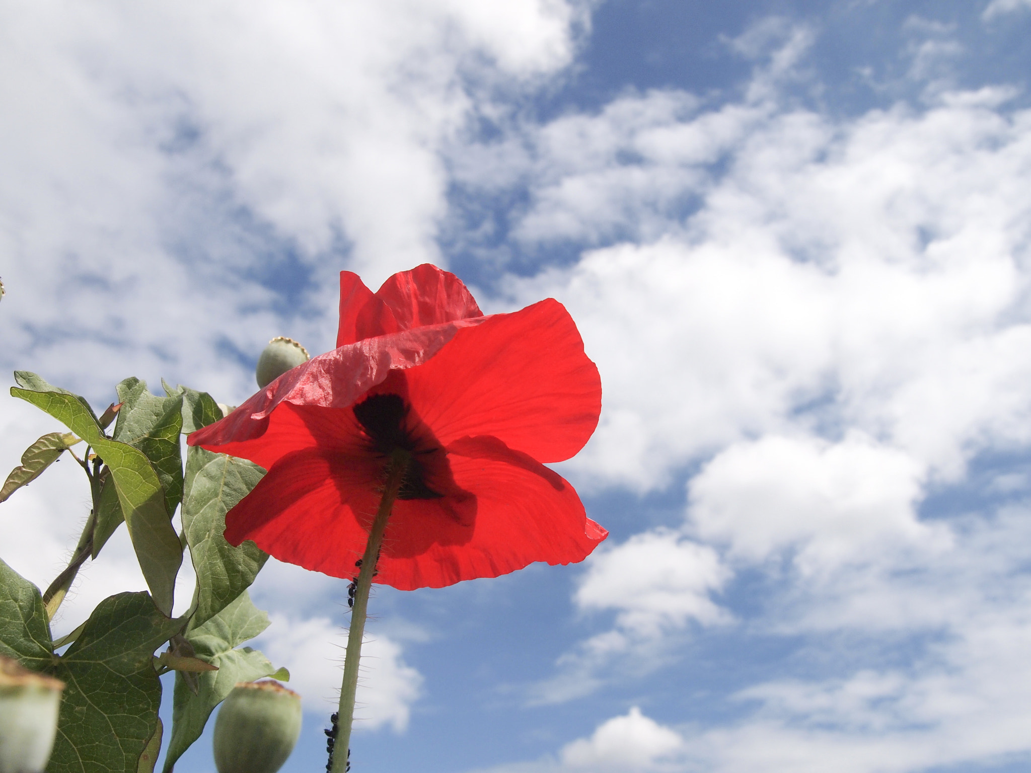 Olympus PEN E-PL2 sample photo. Poppy photography