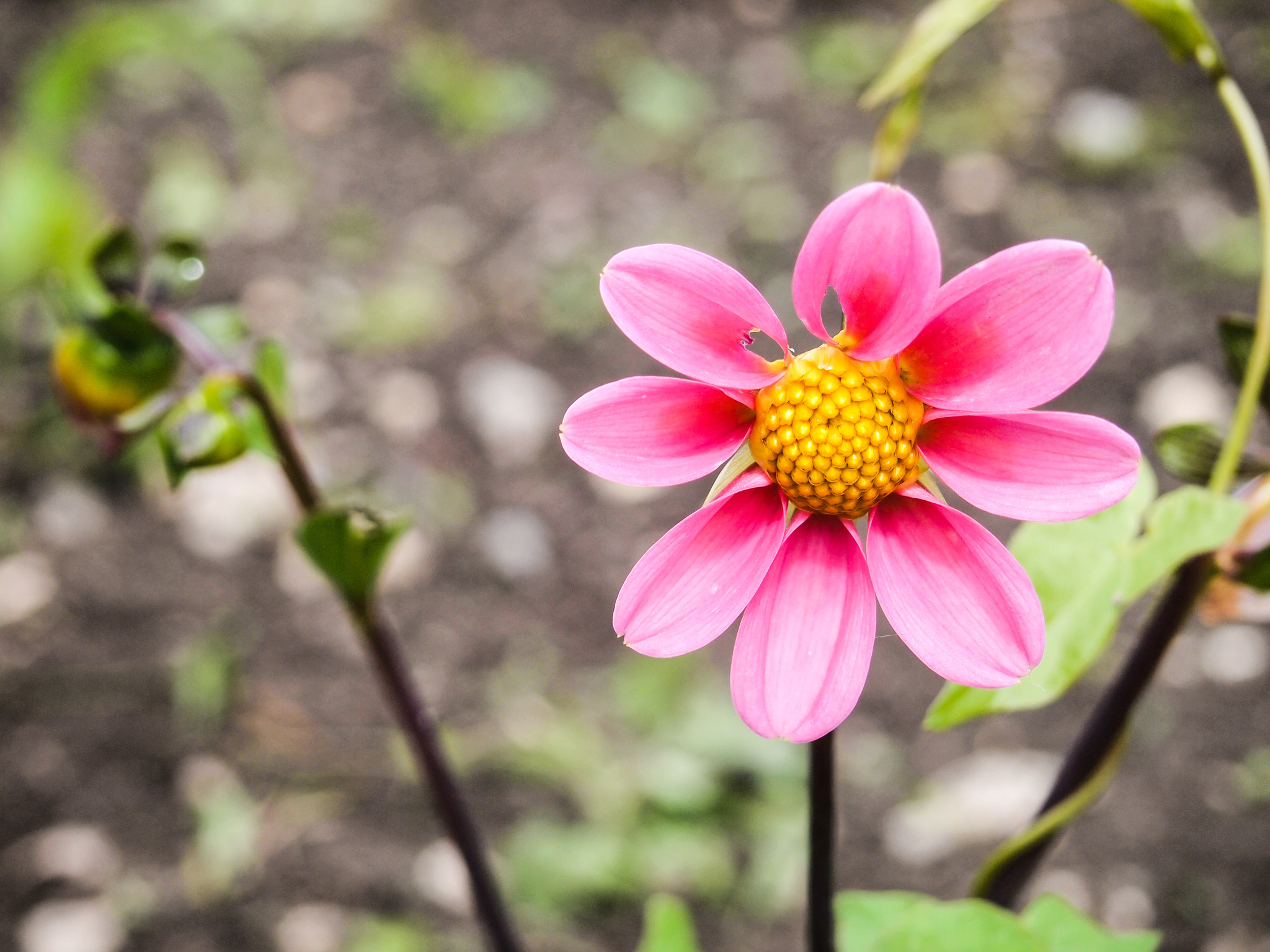Olympus PEN E-PL2 sample photo. Flower photography
