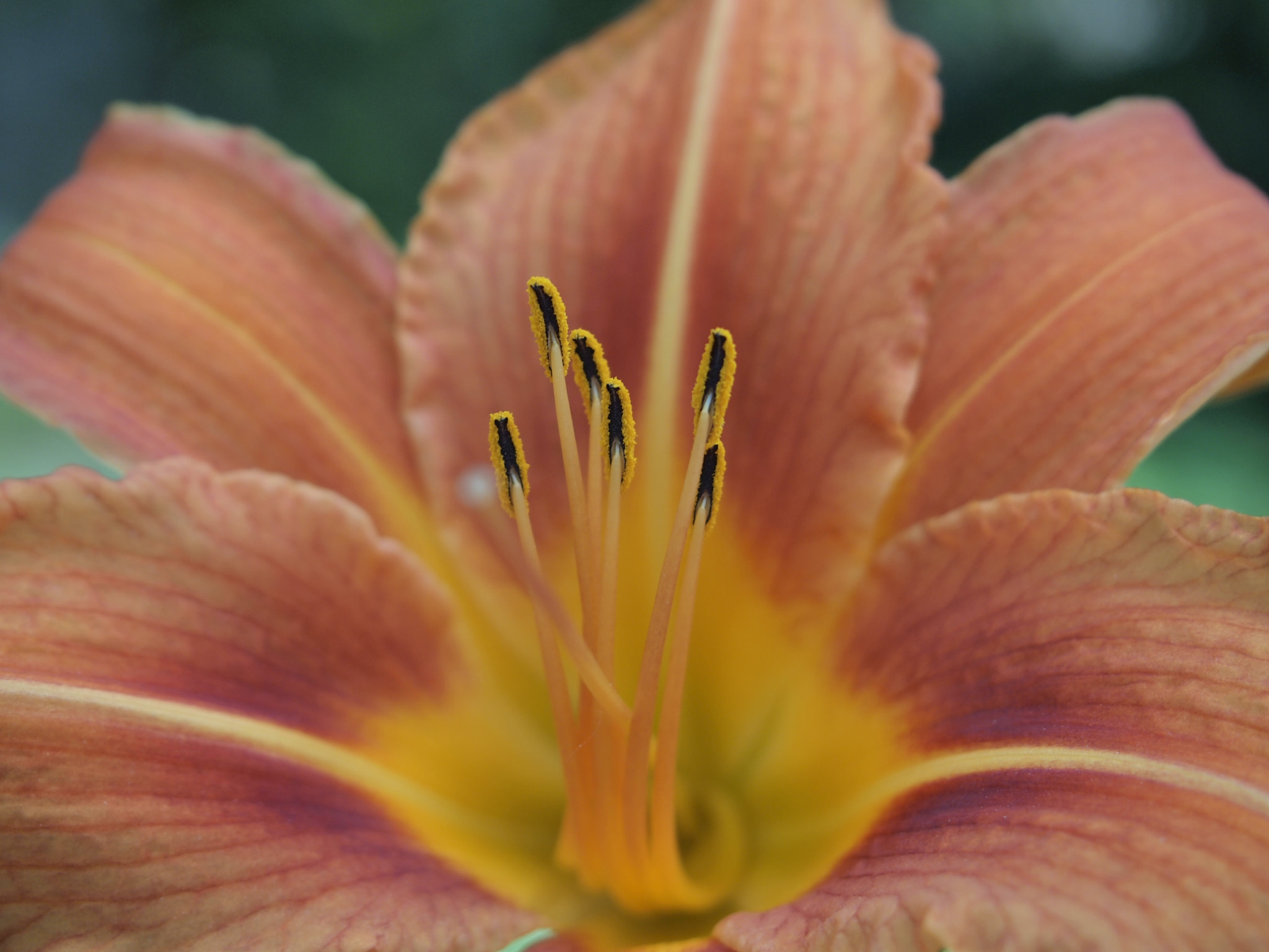 Olympus PEN E-PL2 sample photo. Flower photography