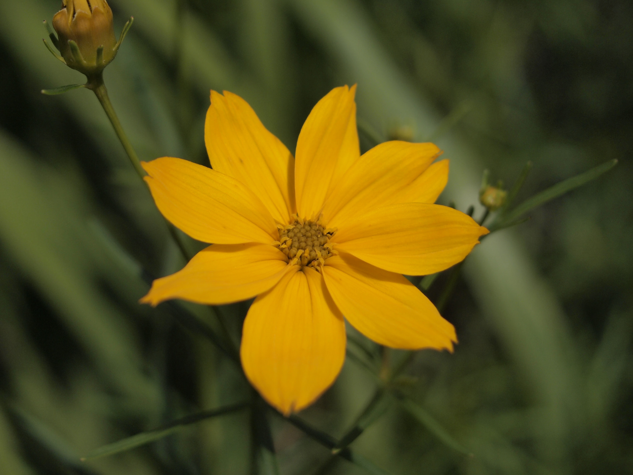 Olympus PEN E-PL2 sample photo. Yellow flower photography