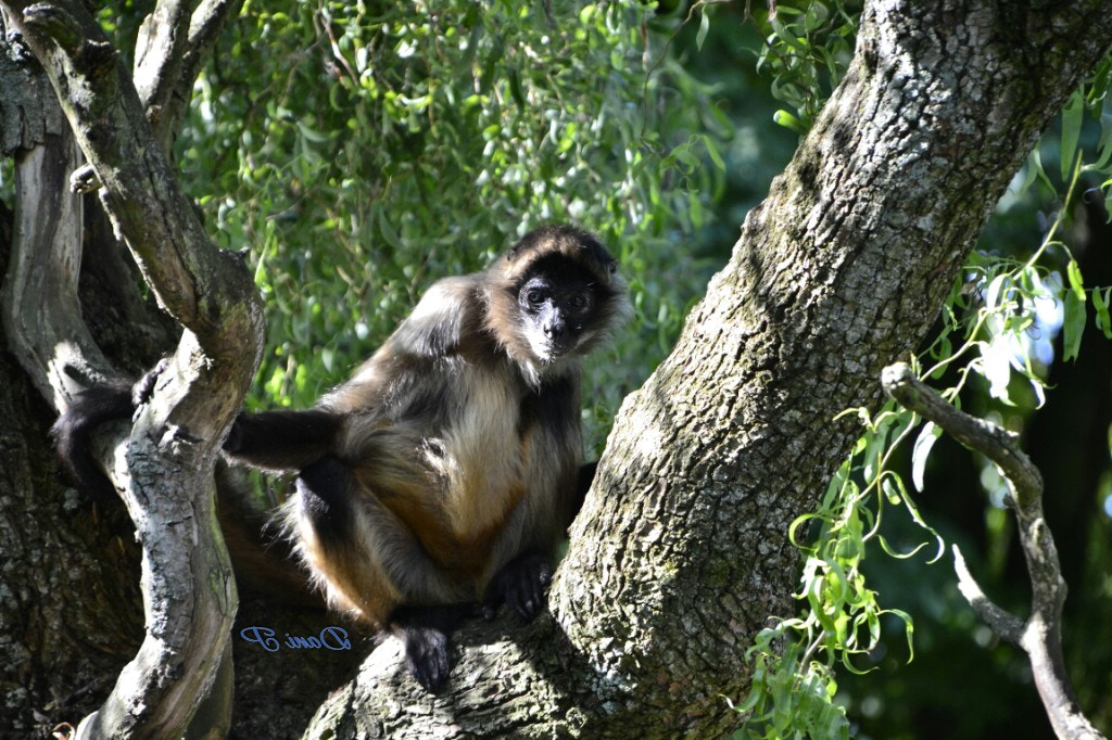 Sigma 18-200mm F3.5-6.3 DC OS HSM sample photo. Animals photography