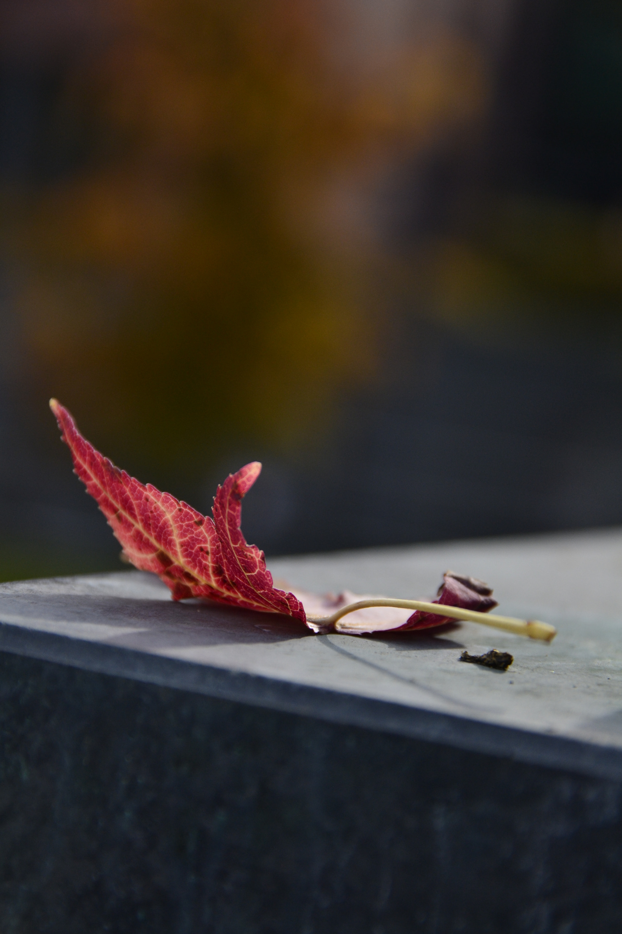 Sigma 18-200mm F3.5-6.3 DC OS HSM sample photo. Autumn photography