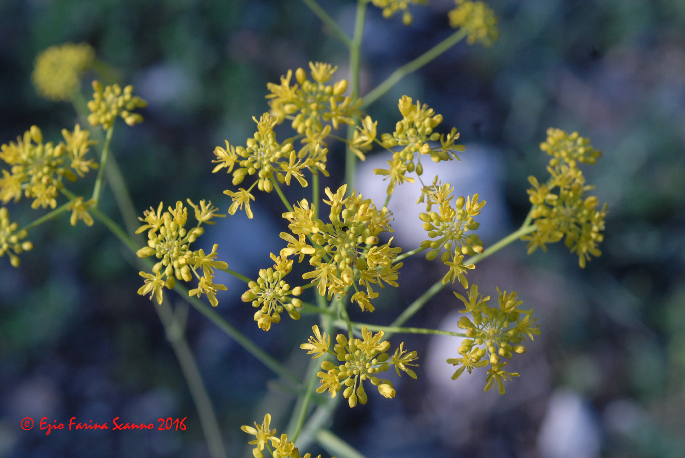 Nikon D200 + AF Micro-Nikkor 60mm f/2.8 sample photo. Isatis tinctoria photography