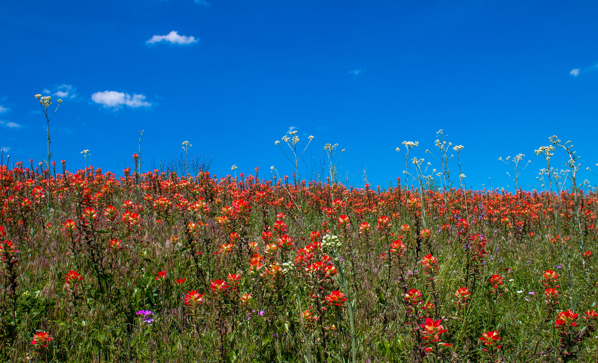 Canon EF 20mm F2.8 USM sample photo. Texas ditch photography
