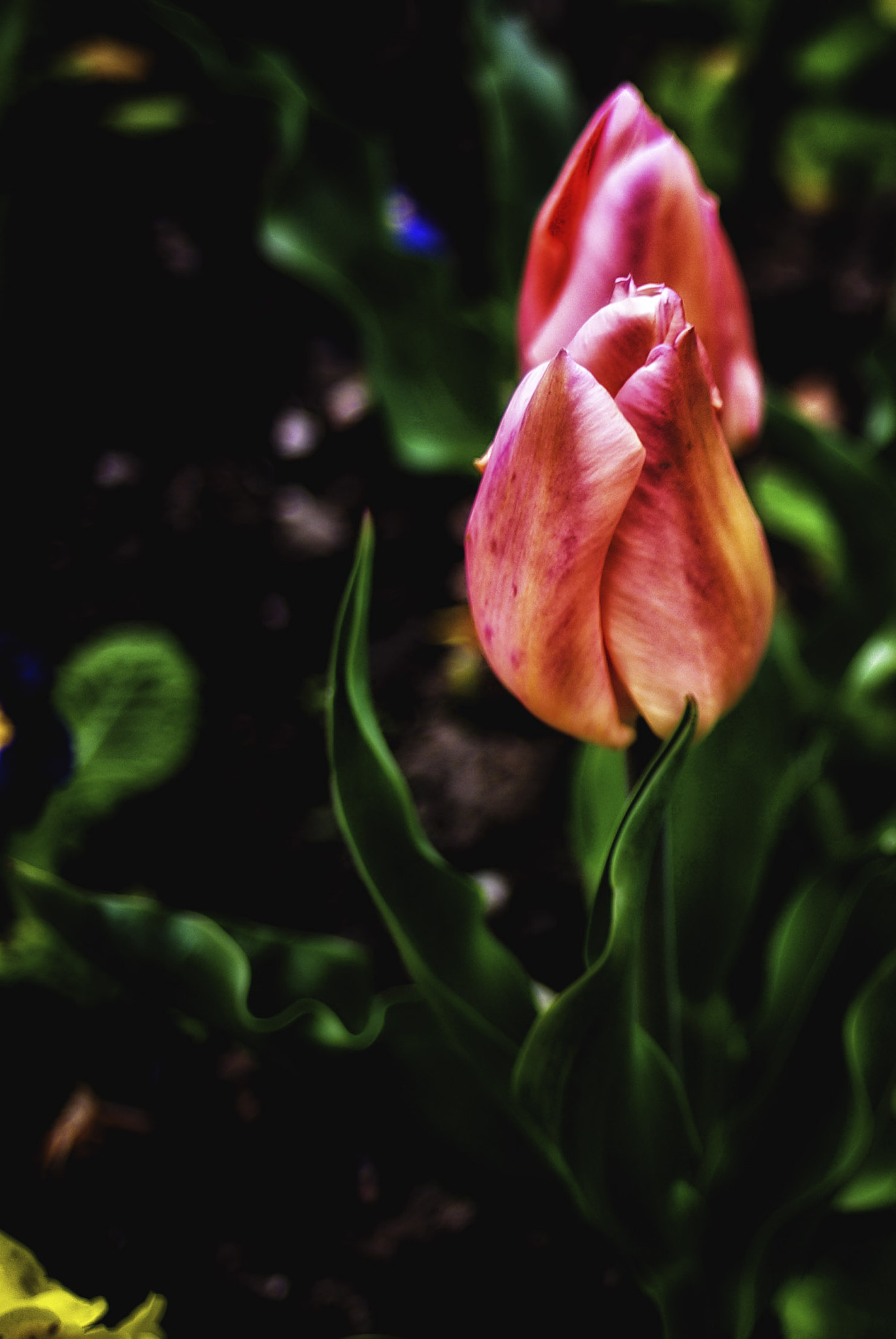 Pentax K-m (K2000) + A Series Lens sample photo. The first tulips photography