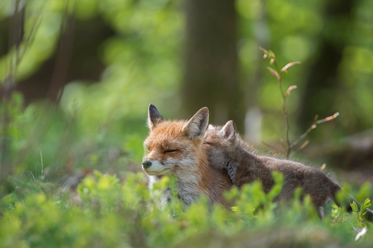 Nikon AF-S Nikkor 500mm F4D ED-IF II sample photo. A little nap on mom's back photography