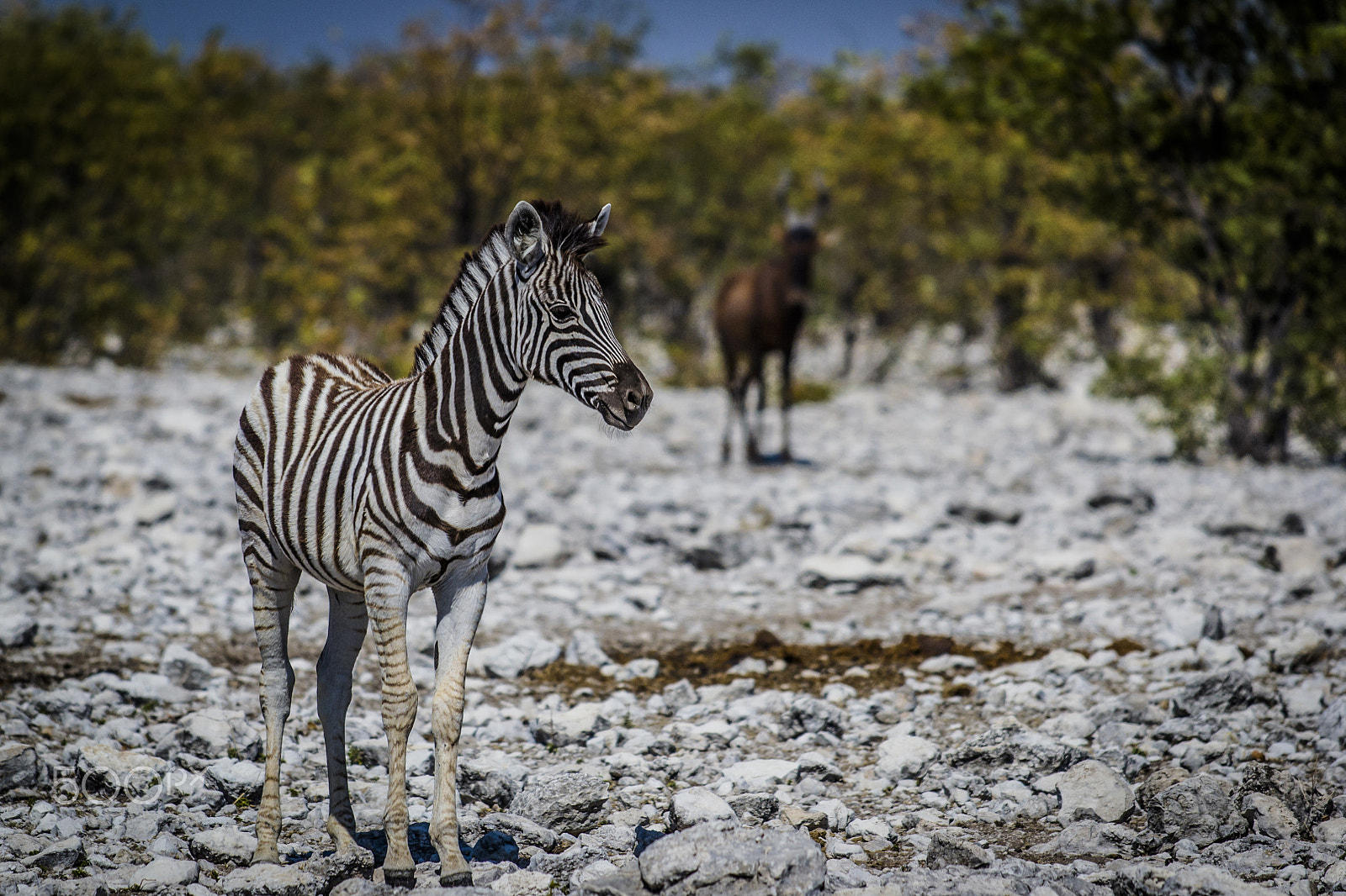 Nikon AF-S Nikkor 70-200mm F4G ED VR sample photo. The lonely zebra photography
