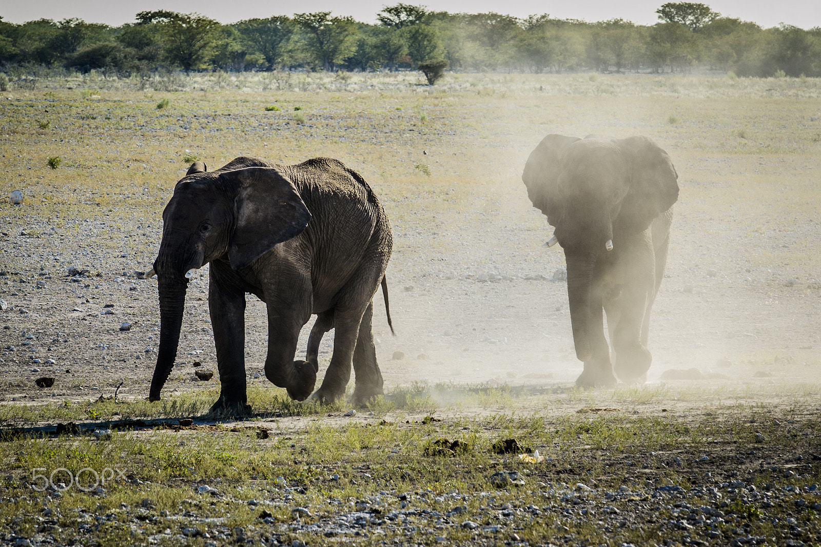 Nikon AF-S Nikkor 70-200mm F4G ED VR sample photo. One or two elephants? photography