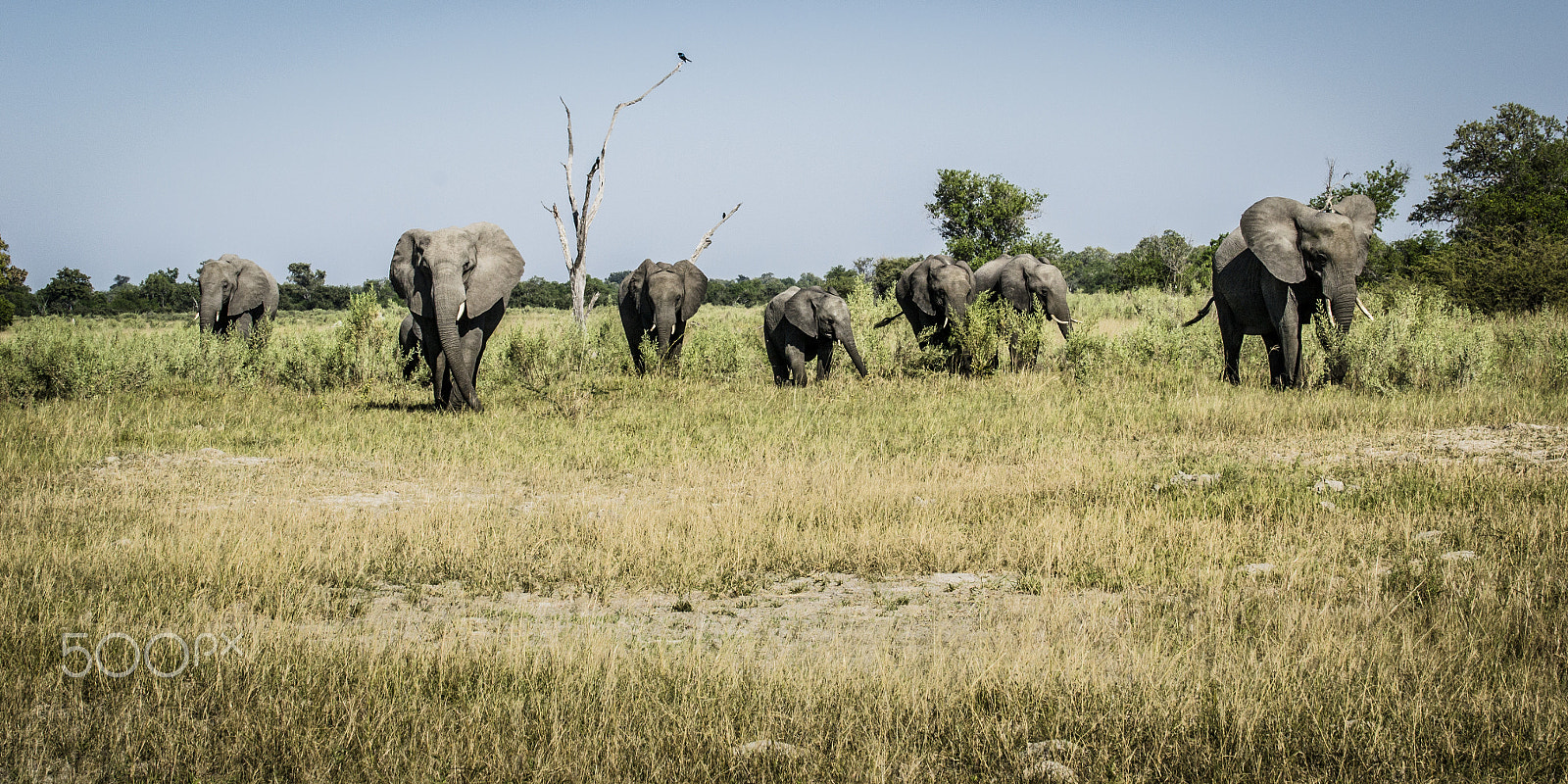 Nikon AF-S Nikkor 70-200mm F4G ED VR sample photo. The elephant family pack photography