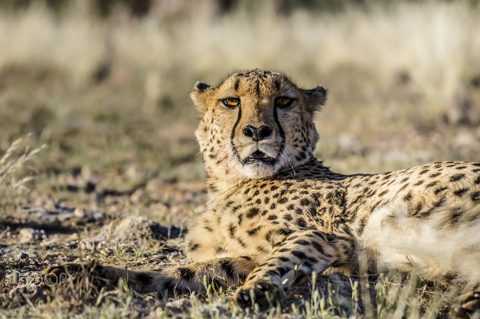 Nikon AF-S Nikkor 70-200mm F4G ED VR sample photo. The cheetah photography