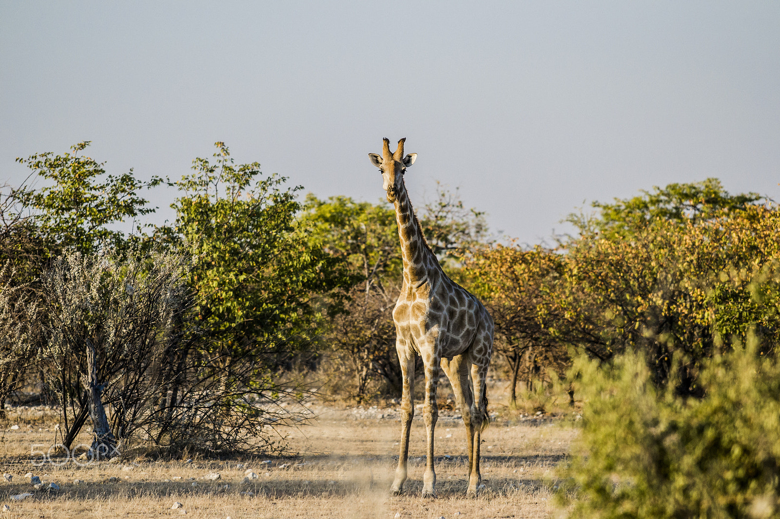 Nikon AF-S Nikkor 70-200mm F4G ED VR sample photo. The giraffe photography