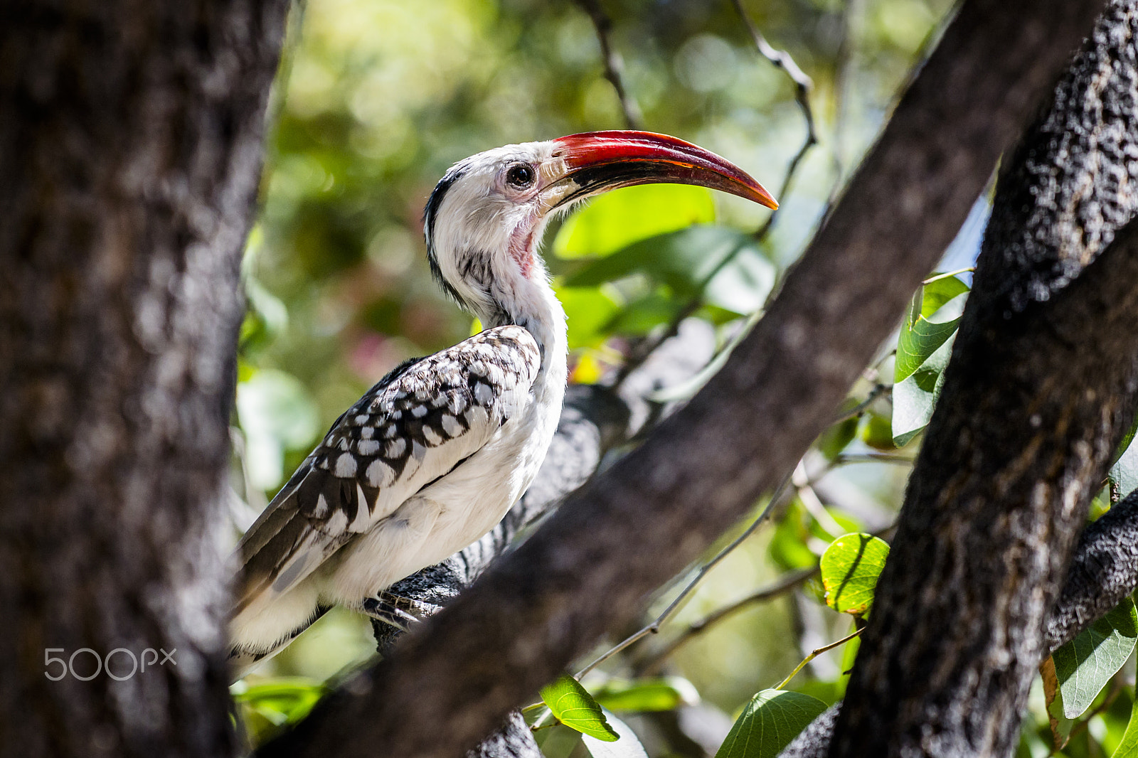 Nikon AF-S Nikkor 70-200mm F4G ED VR sample photo. The hornbill photography