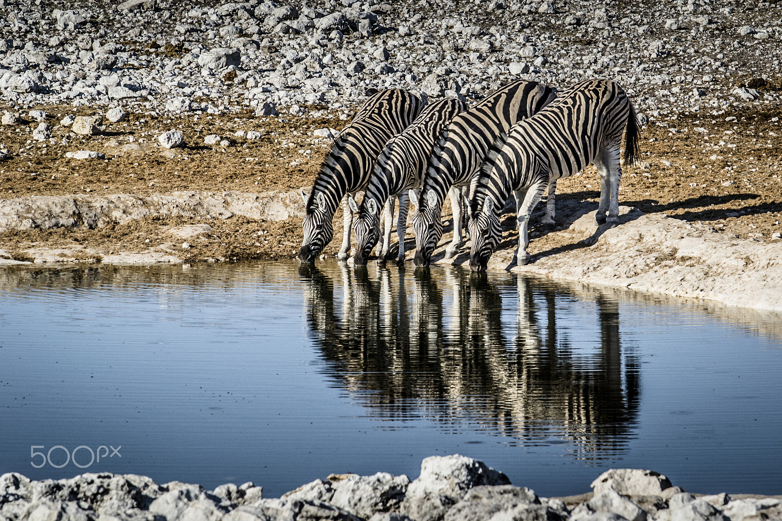 Nikon AF-S Nikkor 70-200mm F4G ED VR sample photo. The drinking zebras photography