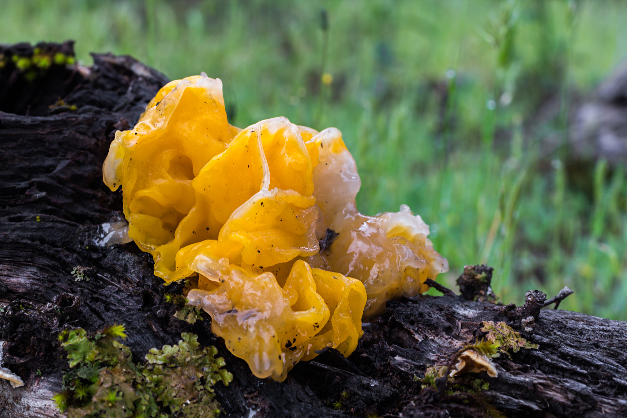 Canon EOS 60D + Sigma 50mm f/2.8 EX sample photo. Tremella mesenterica photography