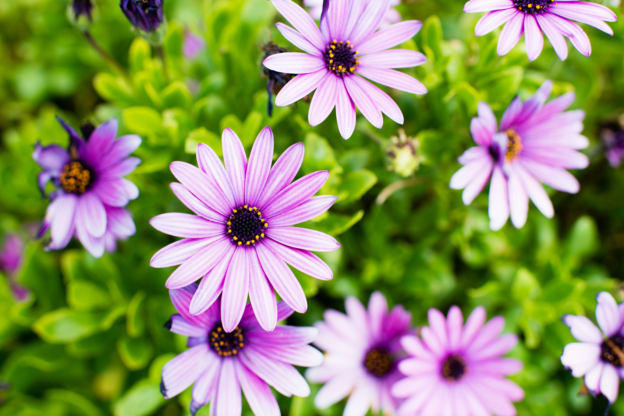 Nikon D600 + Nikon AF-S Nikkor 35mm F1.4G sample photo. Wild purple flowers photography