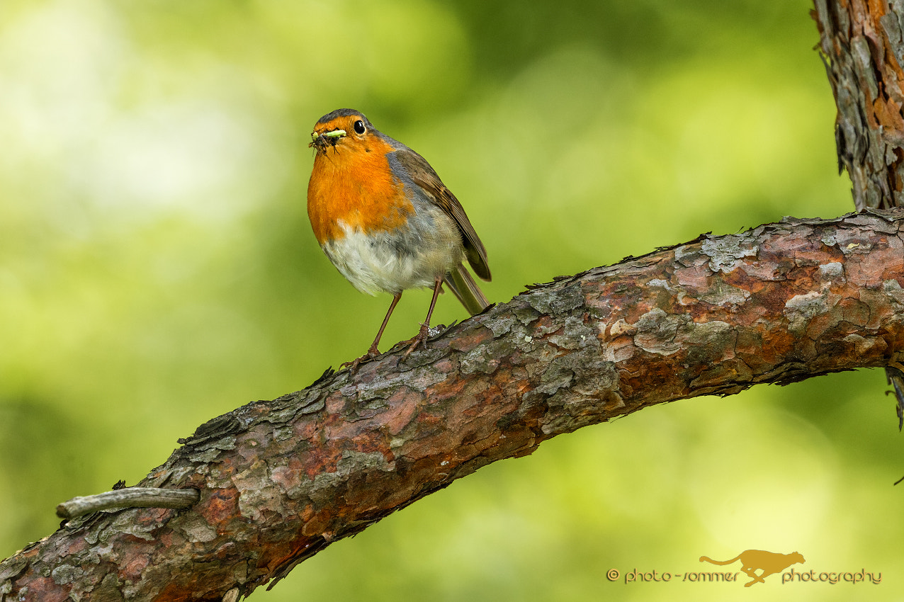 Canon EF 100-400mm F4.5-5.6L IS II USM sample photo. Robin photography