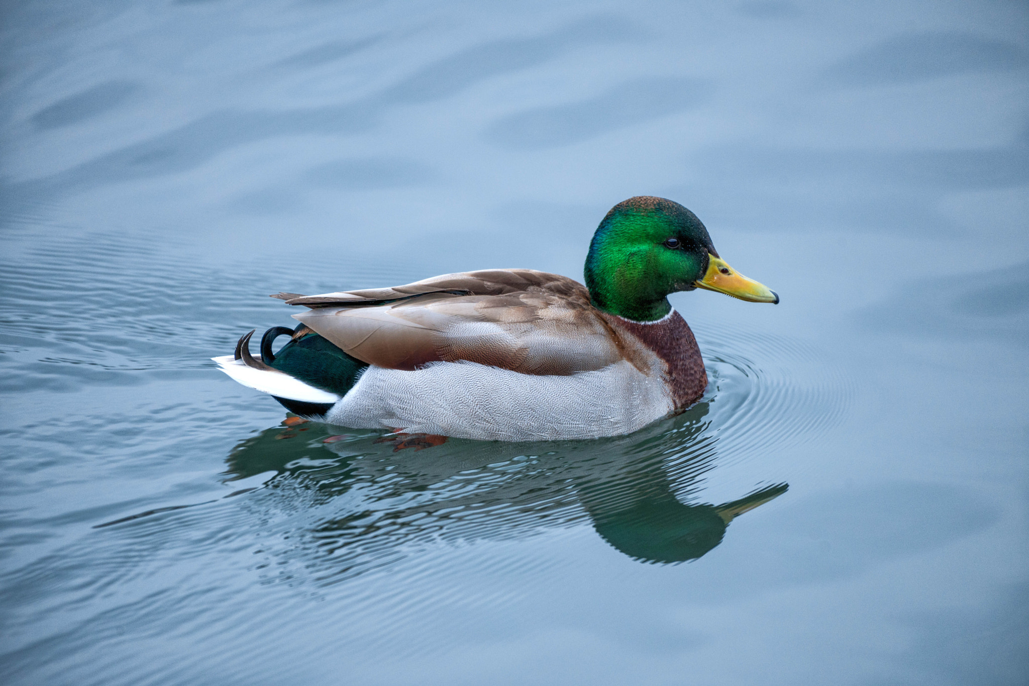 Nikon D3X sample photo. Hometown duck reflections photography