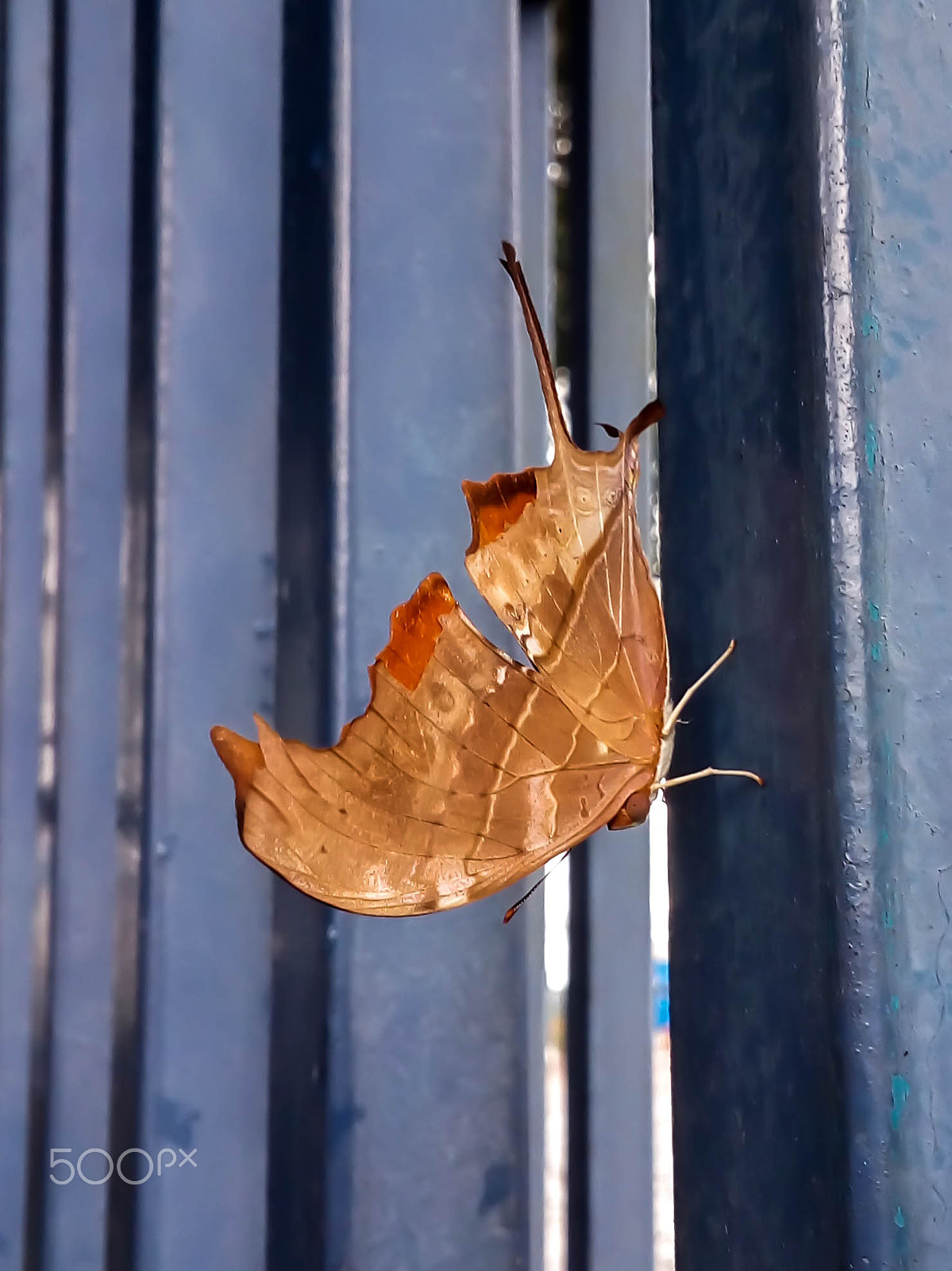 LG H502F sample photo. Leaf butterfly photography