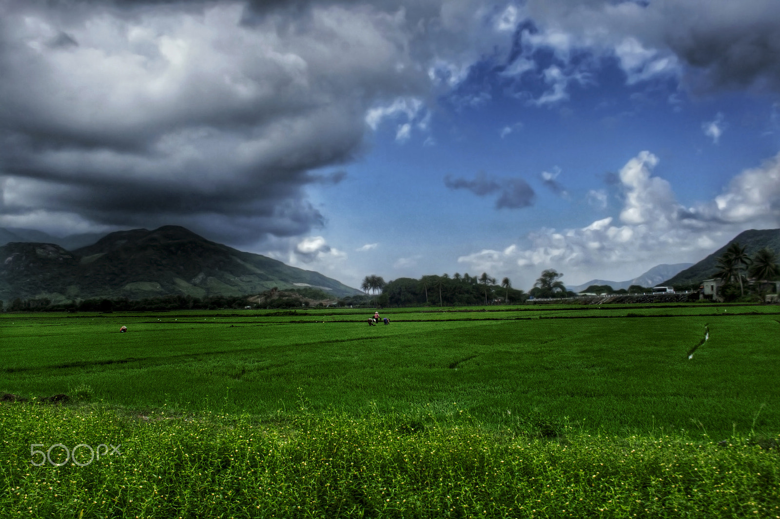 Canon EF-S 18-55mm F3.5-5.6 sample photo. [vuong van]_camranh_field photography