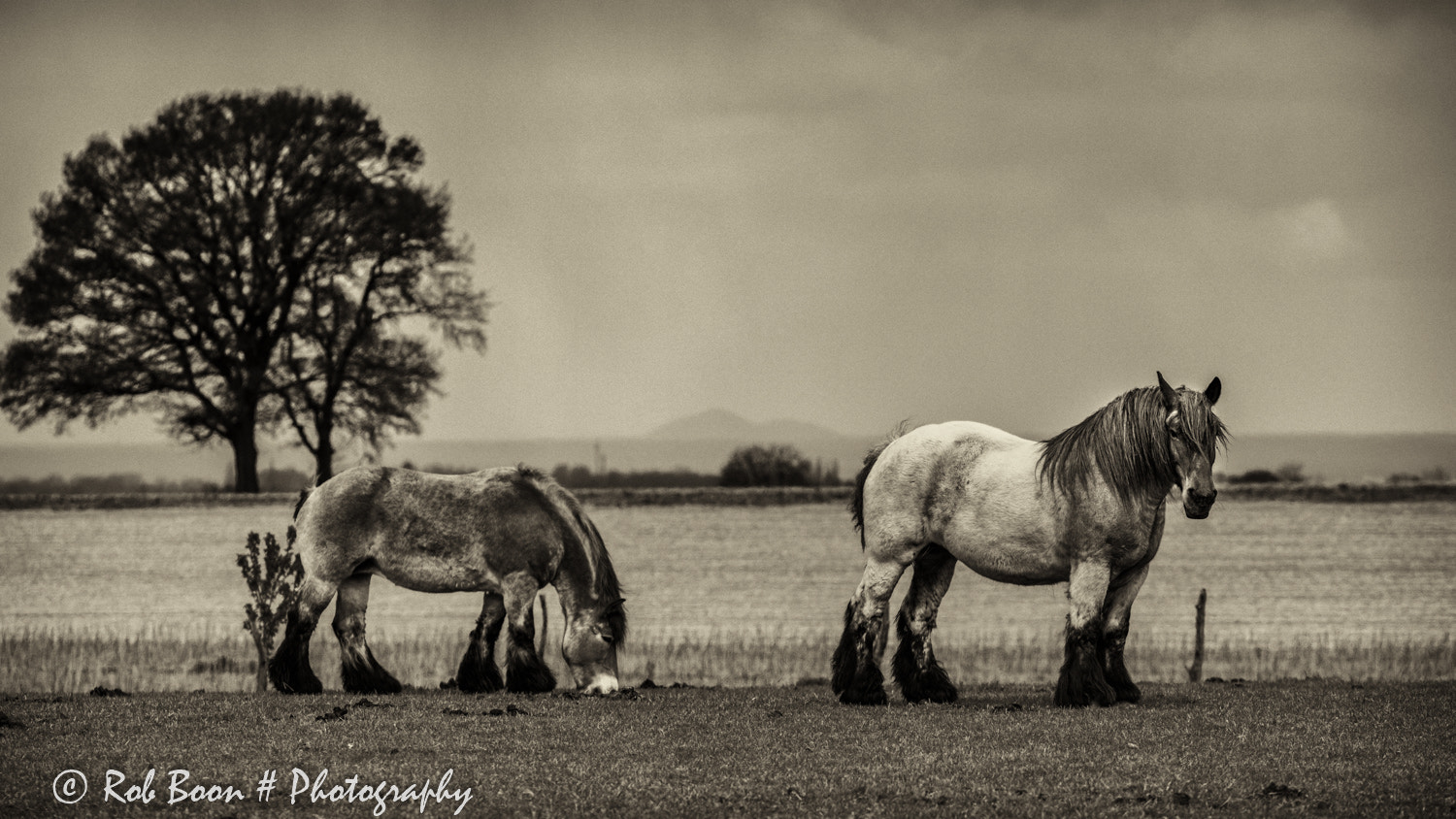 Canon EF 100-400mm F4.5-5.6L IS II USM sample photo. A horse with no name photography