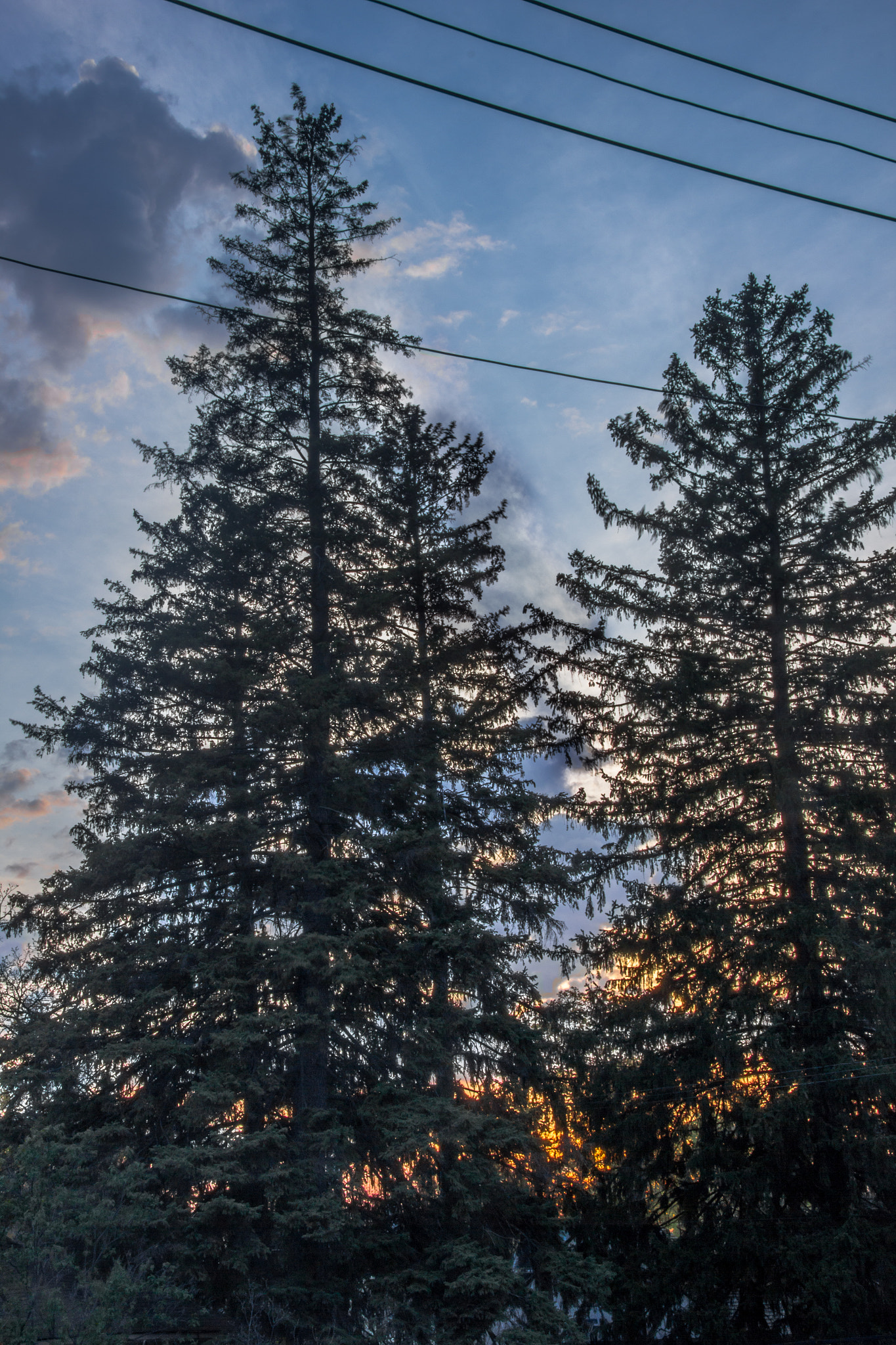 Canon EOS 550D (EOS Rebel T2i / EOS Kiss X4) sample photo. Trees hdr photography
