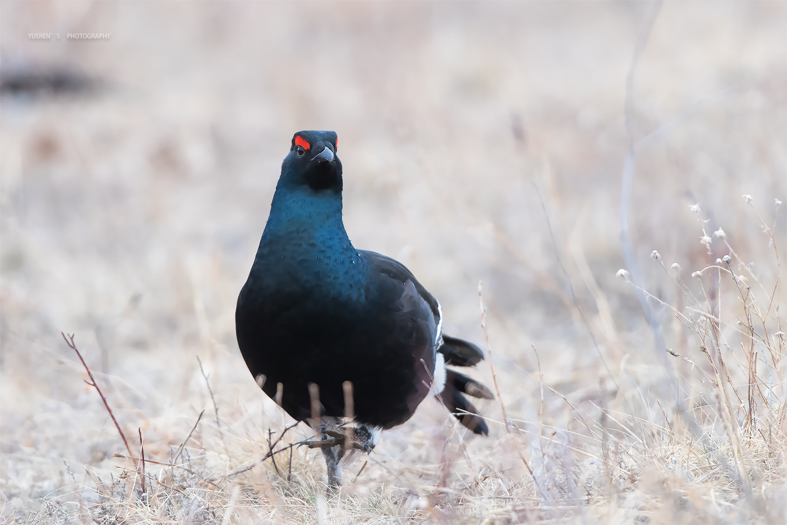 Nikon D5 + Nikon AF-S Nikkor 600mm F4G ED VR sample photo. 黑琴鸡 photography