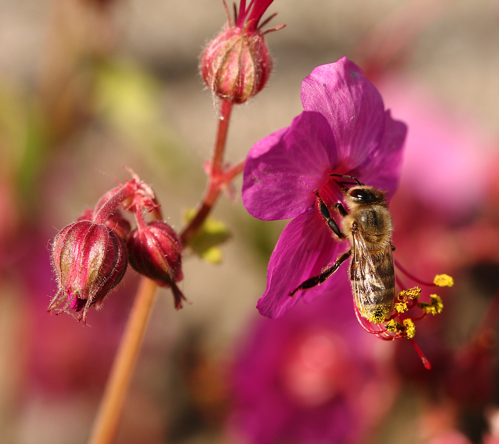 Sigma 105mm F2.8 EX DG OS HSM sample photo. Bee photography