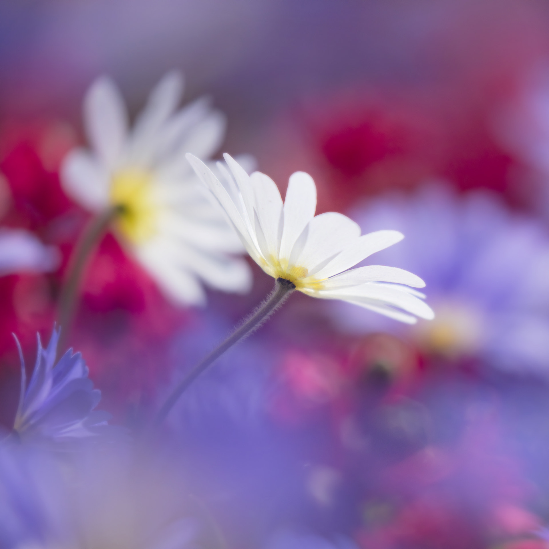 Canon EF 100-400mm F4.5-5.6L IS II USM sample photo. Anemone blanda photography
