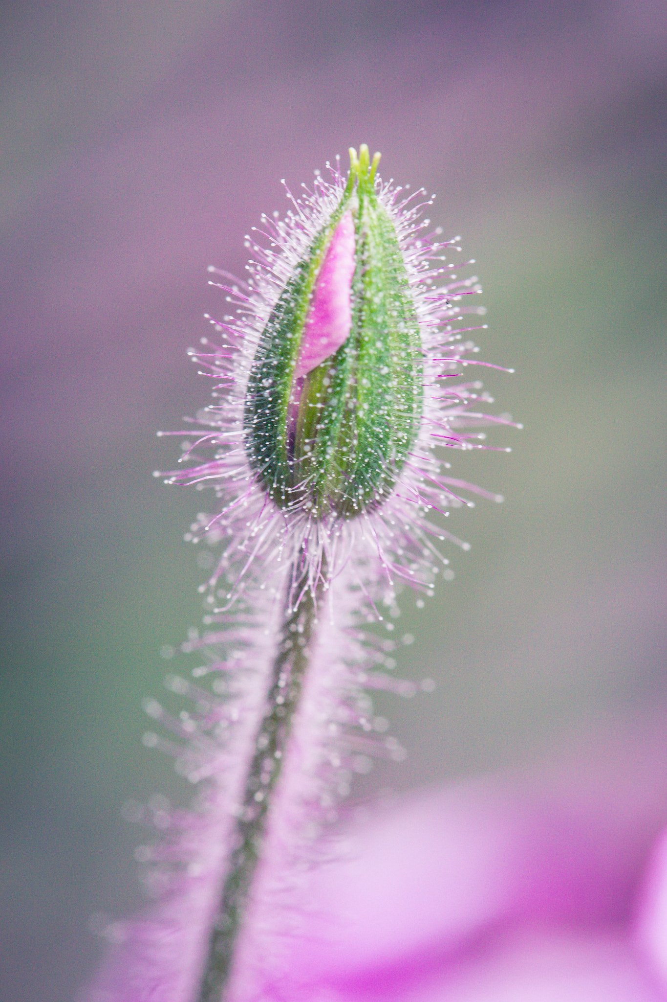 Canon EOS 600D (Rebel EOS T3i / EOS Kiss X5) + Tamron SP AF 60mm F2 Di II LD IF Macro sample photo. Fragile photography