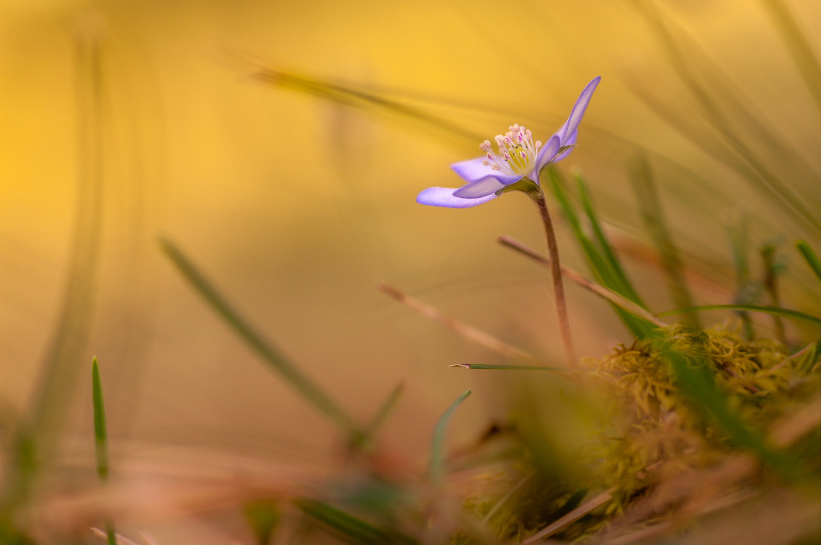 Pentax smc D-FA 100mm F2.8 macro sample photo. Untitled photography
