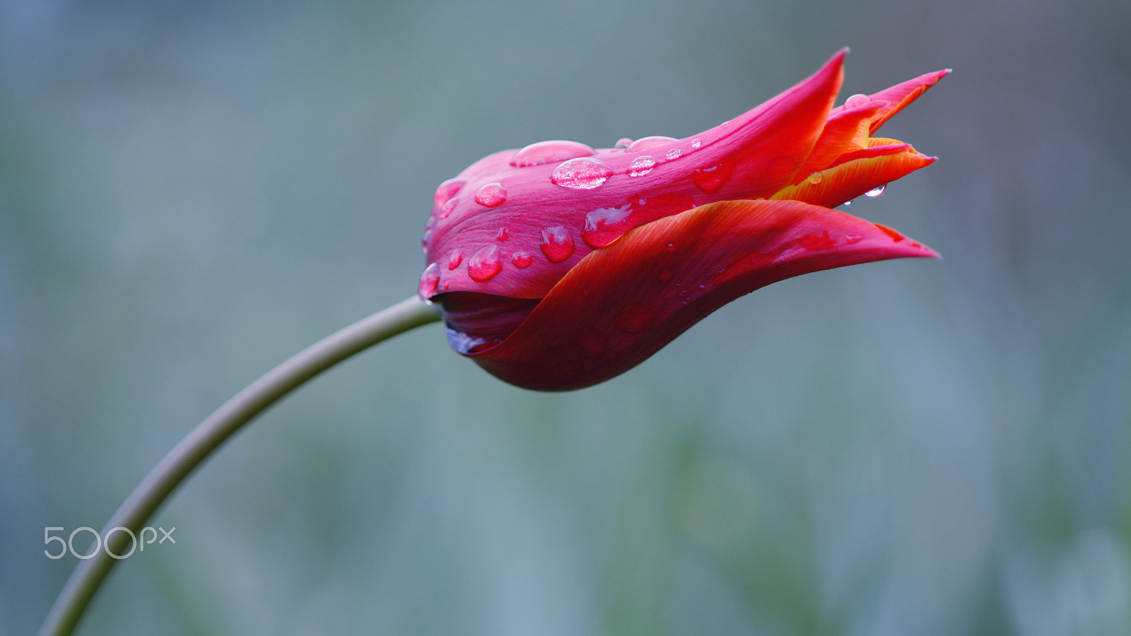 Nikon D7100 + Sigma 105mm F2.8 EX DG Macro sample photo. Queen of sheba photography