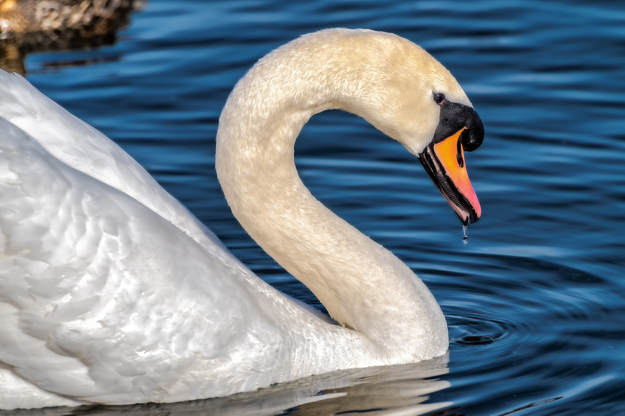 Pentax K-S1 + Sigma sample photo. Swan portrait  photography