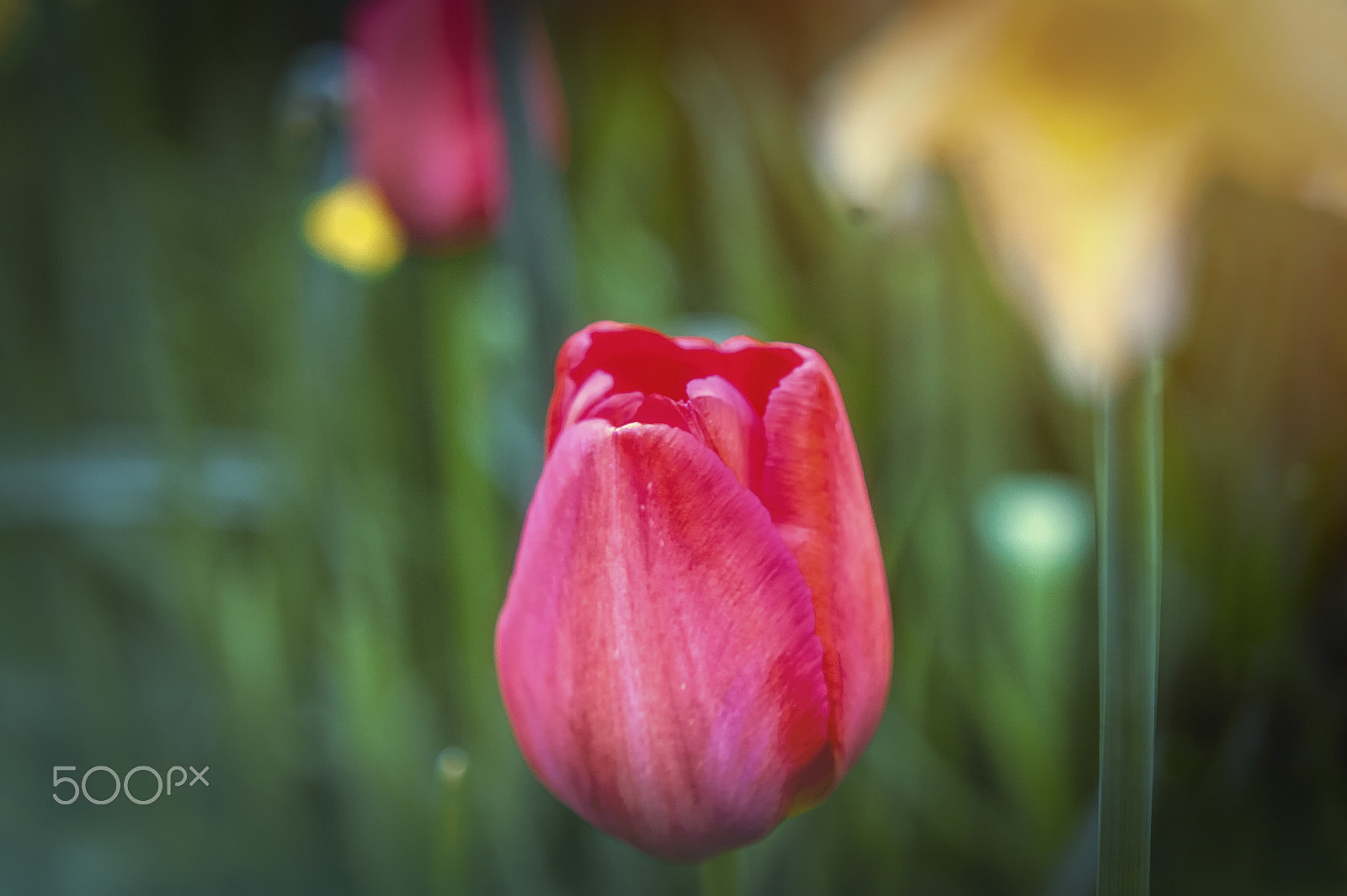 Nikon D3 sample photo. Bloom, spring in ireland photography
