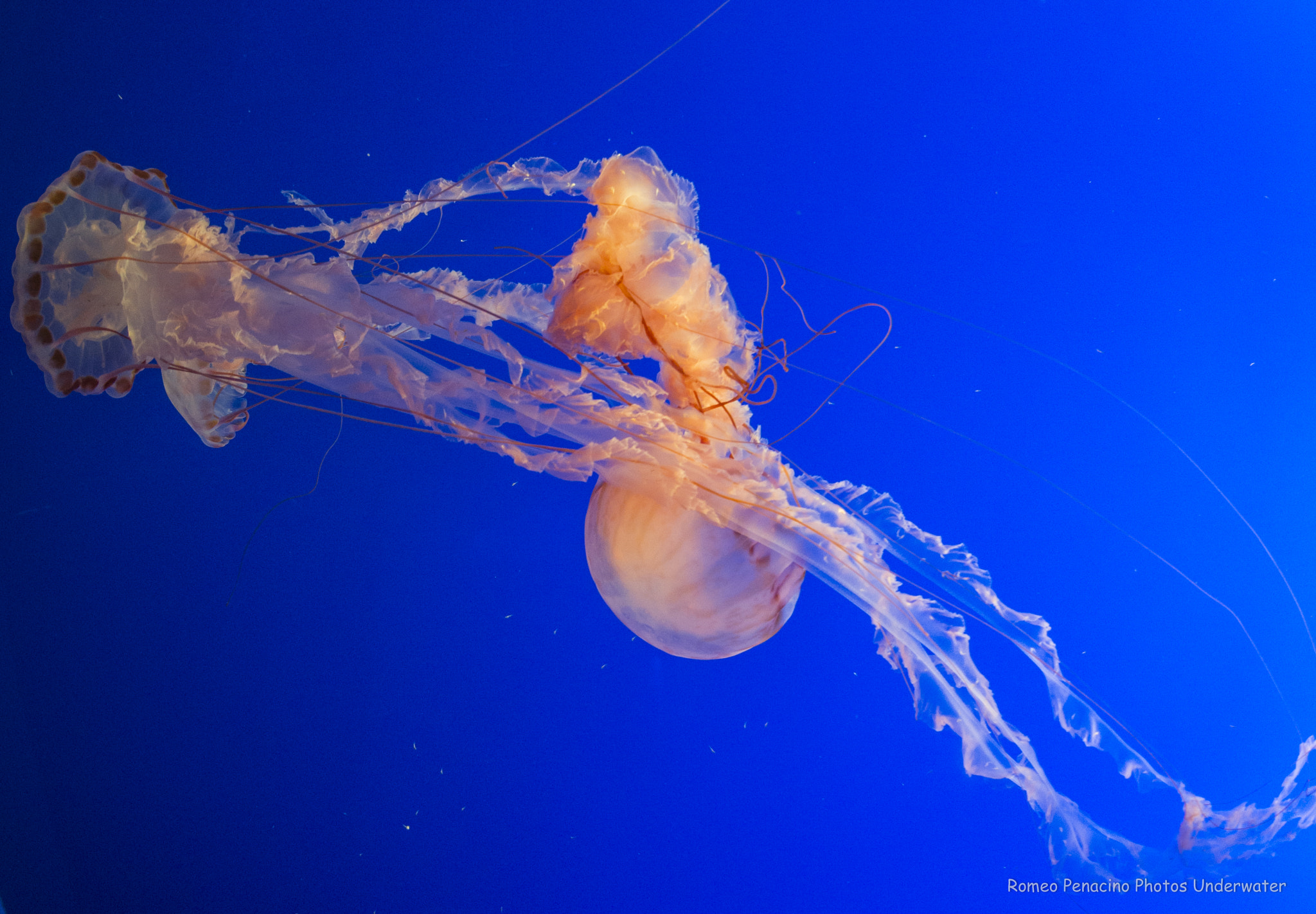 Nikon D600 + Sigma 15mm F2.8 EX DG Diagonal Fisheye sample photo. Jellyfish red photography