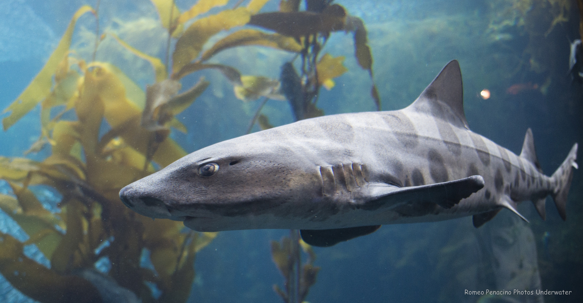 Nikon D600 + Sigma 15mm F2.8 EX DG Diagonal Fisheye sample photo. Leopard shark photography