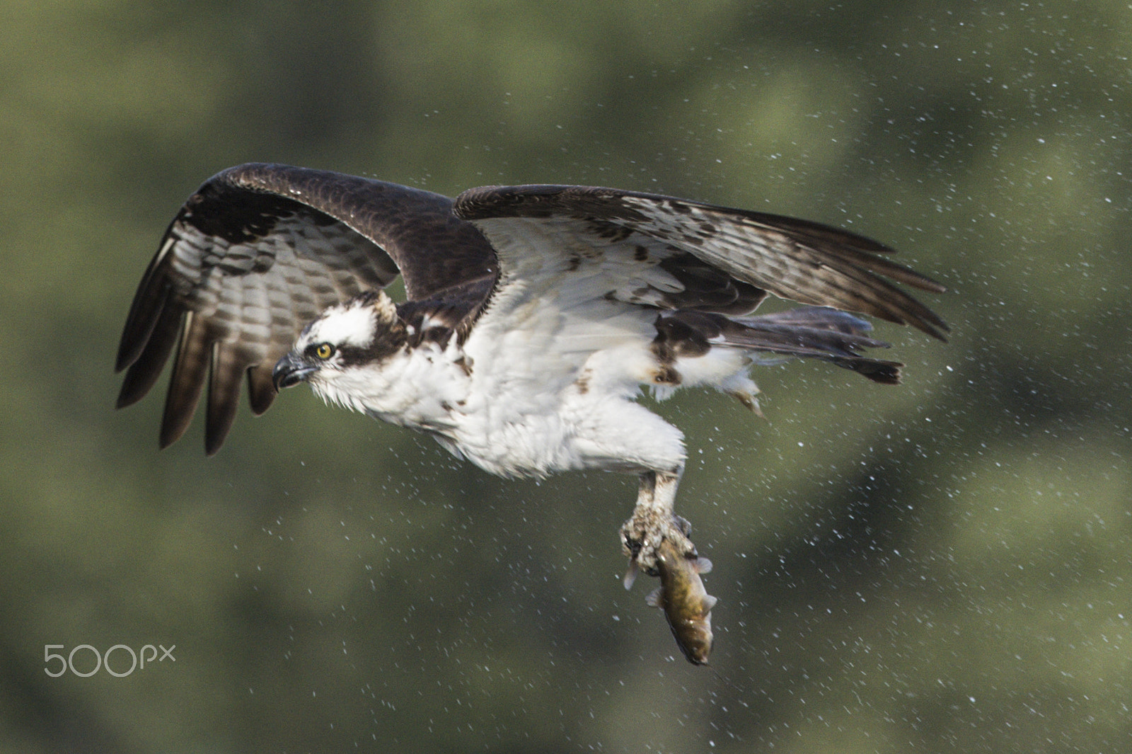 Nikon D4S + Nikon AF-S Nikkor 600mm F4G ED VR sample photo. Osprey fishing photography