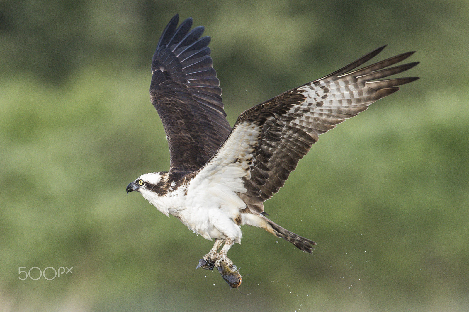 Nikon D4S + Nikon AF-S Nikkor 600mm F4G ED VR sample photo. Osprey fishing photography